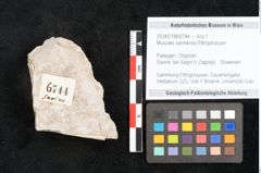 Foto (Objekt + Etikett) von Muscites savinensis Ettingshausen 1885 (NHMW-GEO-2024-0188-6744)